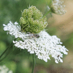 Daucus carota  - Wilde Möhre