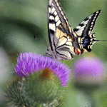 Onopordum acanthium  - Riesen-Eselsdistel