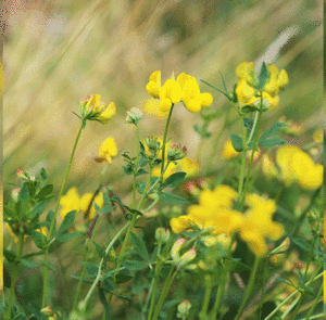 Lotus corniculatus - Gewöhnlicher Hornklee – Bild 9