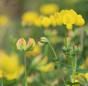 Lotus corniculatus - Gewöhnlicher Hornklee – Bild 2