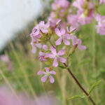 Echtes Seifenkraut (Saponaria officinalis) Saatgut