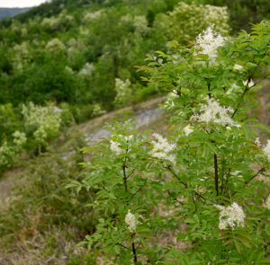 Fraxinus ornus - Blumenesche, Manna-Esche – Bild 2
