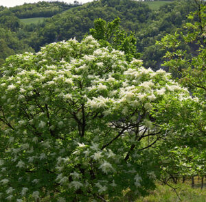 Fraxinus ornus - Blumenesche, Manna-Esche – Bild 3