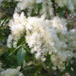 Fraxinus ornus - Blumenesche, Manna-Esche