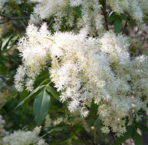 Fraxinus ornus - Blumenesche, Manna-Esche