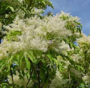 Fraxinus ornus - Blumenesche, Manna-Esche – Bild 5