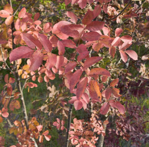 Fraxinus ornus - Blumenesche, Manna-Esche – Bild 6