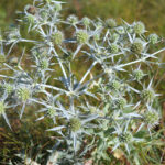 Eryngium campestre - Feld-Mannstreu, Donarddistel