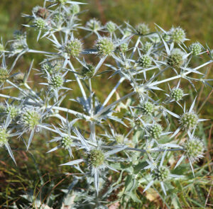 Eryngium campestre - Feld-Mannstreu, Donarddistel