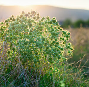 Eryngium campestre - Feld-Mannstreu, Donarddistel – Bild 2