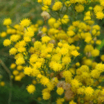 Galatella linosyris - Goldhaar-Aster - Steppenaster