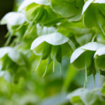 Helleborus viridis - Grüne Nieswurz