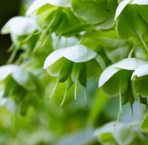 Helleborus viridis - Grüne Nieswurz