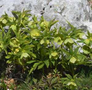 Helleborus viridis - Grüne Nieswurz – Bild 2