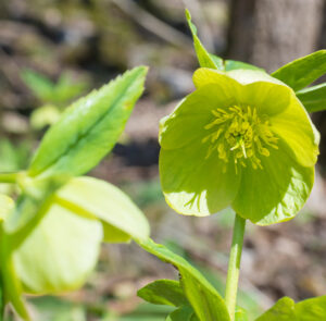 Helleborus viridis - Grüne Nieswurz – Bild 3