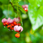 Euonymus verrucosus - Warziges Pfaffenhütchen