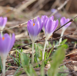 Zwiebel Crocus tommasinianus – Elfen-Krokus – Bild 8