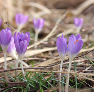 Zwiebel Crocus tommasinianus – Elfen-Krokus – Bild 6