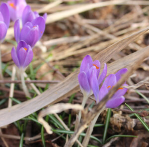 Zwiebel Crocus tommasinianus – Elfen-Krokus – Bild 10
