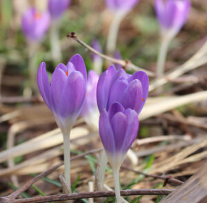 Zwiebel Crocus tommasinianus – Elfen-Krokus – Bild 11