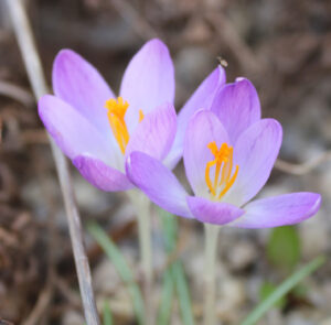 Zwiebel Crocus tommasinianus – Elfen-Krokus – Bild 3