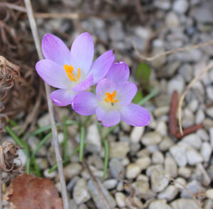 Zwiebel Crocus tommasinianus – Elfen-Krokus – Bild 9