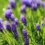 Zwiebel Muscari neglectum - Weinbergs-Traubenhyazinthe