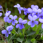 Viola canina - Hundsveilchen, Rossveilchen