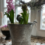 Eimer-Topf-Vase-Lupinus klein