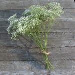 Bund Schleierkraut