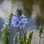Veronica prostrata  - Niederliegender Ehrenpreis, Liegender Ehrenpreis