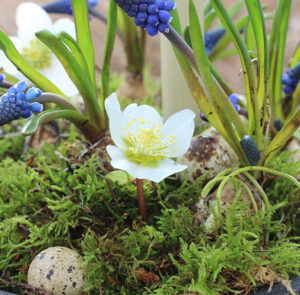 Set - Frühlingsschale Svart mit Magnet – Bild 3