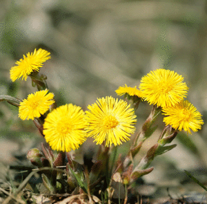 Tussilago farfara - Huflattich – Bild 2
