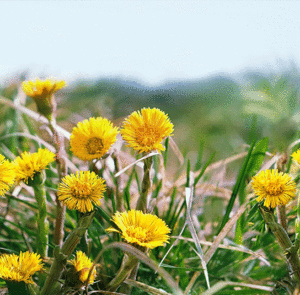 Tussilago farfara - Huflattich