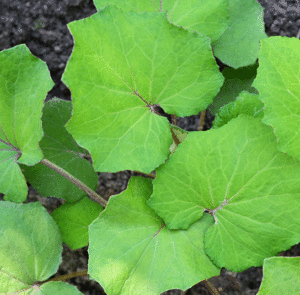 Tussilago farfara - Huflattich – Bild 4