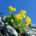 Primula auricula - Alpenprimel, Petergstamm