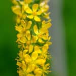 Agrimonia procera - Großer Odermennig