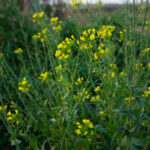 Wilde Rauke, Schmalblättrige Doppelsame (Diplotaxis tenuifolia) Saatgut