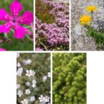 Belebungspaket trockene Wiese - 5 oder 15 Pflanzen