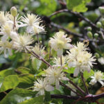 Clematis vitalba - Wilde Clematis, Tarzanliane