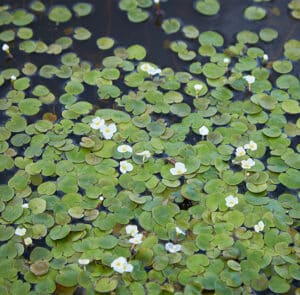 Hydrocharis morsus-ranae  Froschbiss (europäischer)