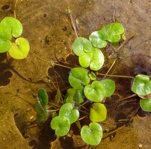 Hydrocharis morsus-ranae  Froschbiss (europäischer) – Bild 2