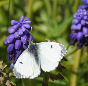 Muscari botryoides - Kleine Traubenhyazinthe (im Topf) – Bild 3