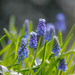Zwiebel - Muscari botryoides - Kleine Traubenhyazinthe