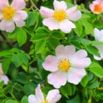Rosa majalis - Zimtrose, Mairose