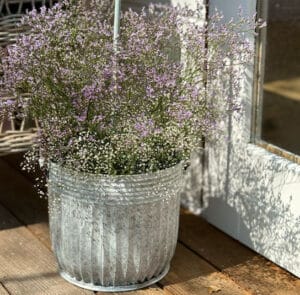 Topf Centranthus groß – Bild 4