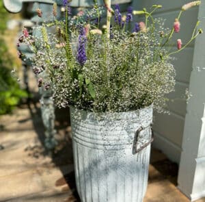 Tof Centranthus hoch – Bild 3
