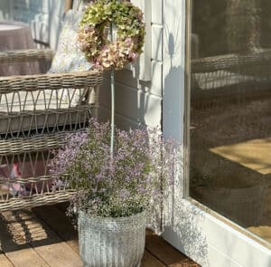 Topf Centranthus groß – Bild 2