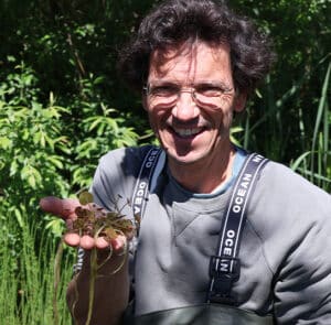 Hydrocharis morsus-ranae  Froschbiss (europäischer) – Bild 7