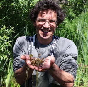 Hydrocharis morsus-ranae  Froschbiss (europäischer) – Bild 6